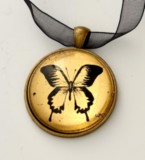 Ulysses butterfly